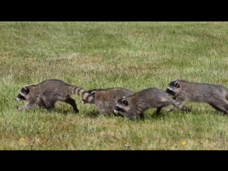 raccoons run after their owner