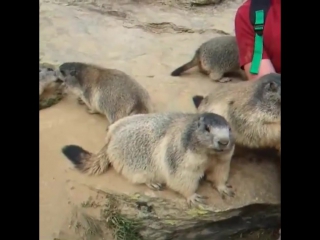 find the smartest gopher