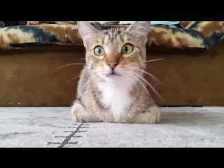 cat emotionally watching a horror movie