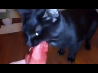 kitten eats watermelon