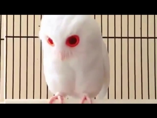 albino owl