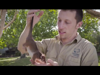 friendship of a possum and a zookeeper