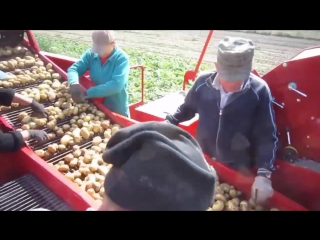 how vegetables are harvested