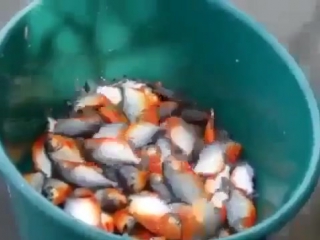 how piranhas are caught in brazil