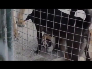 the dog knows how to tame lions