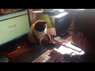 the cat fights for the computer mouse