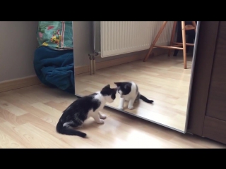 severe fight of a kitten with its own reflection