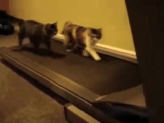 animals on the treadmill