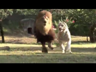 amazing friendship between a lion and a white tigress