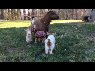 newborn goats in sweaters