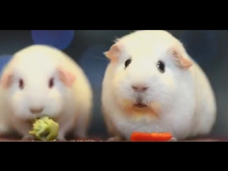 cute guinea pig