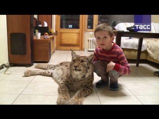 a lynx that lives in an apartment