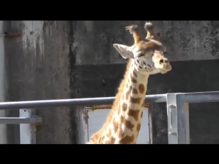 how different animals sneeze