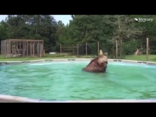 bears jump into the pool
