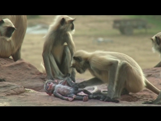 monkey reaction to simian robot