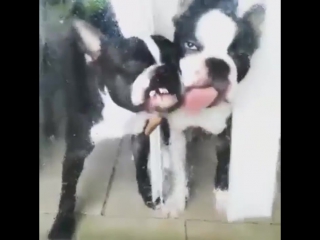 dogs trying to get treats