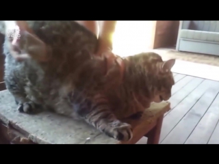 fat cat doesn't like being brushed