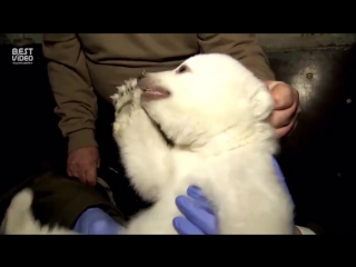 veterinarians examine a polar bear cub