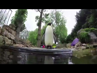 penguin who was afraid of water