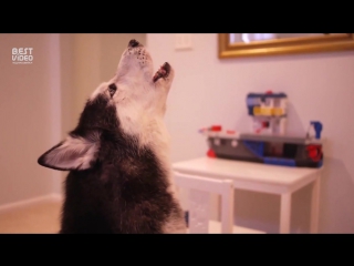 what happens if you teach a dog to sing