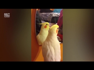 singing parrot