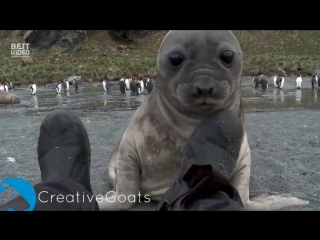 baby seal meets a human for the first time