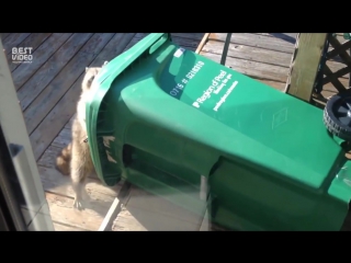 raccoon steals a trash can