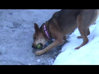 dog reaction to snow