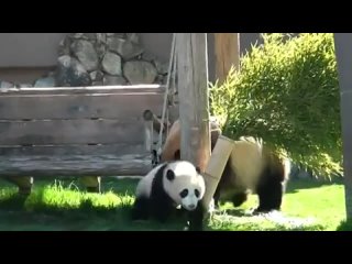 panda mom playing with her baby