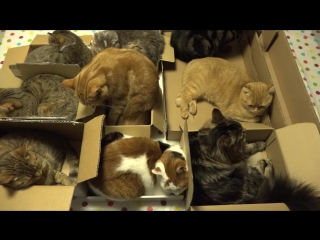 cat warehouse