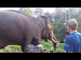 an elephant that sounds like a tyrannosaurus rex