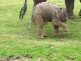 baby elephant learning to walk