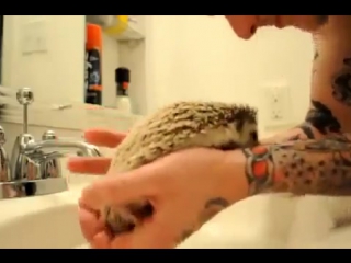 how to wash a hedgehog